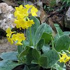 Primula auricula