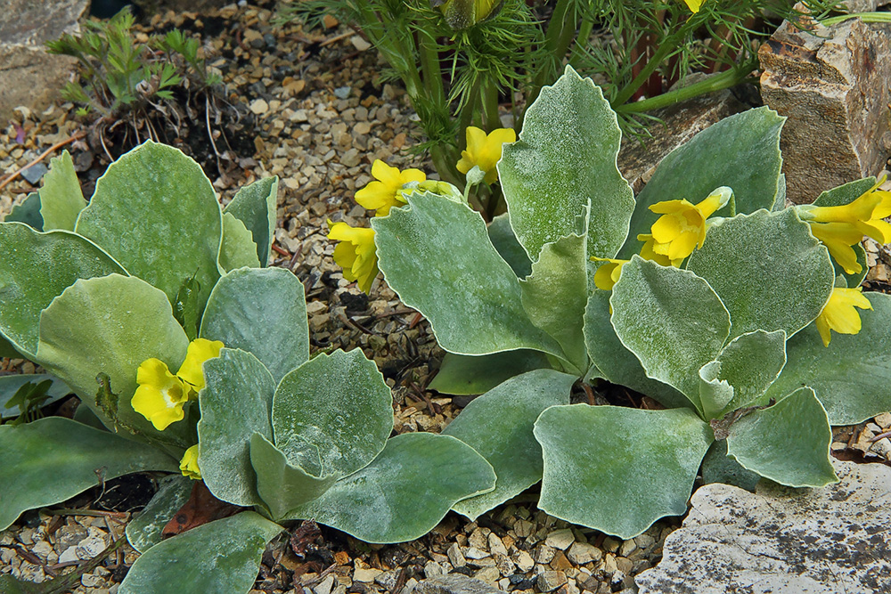 Primula auricula