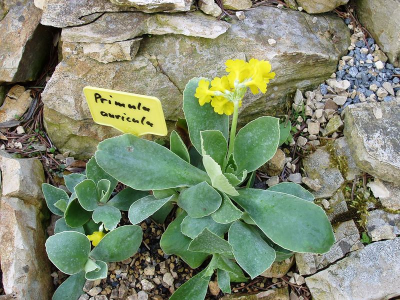 Primula auricula