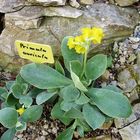 Primula auricula