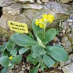 Primula auricula