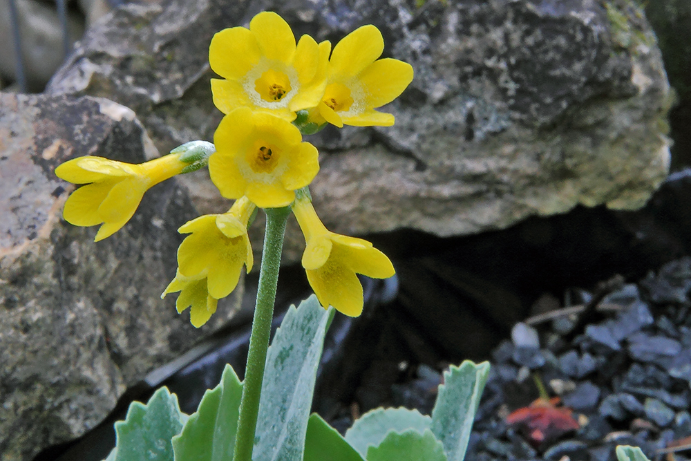 Primula auricula