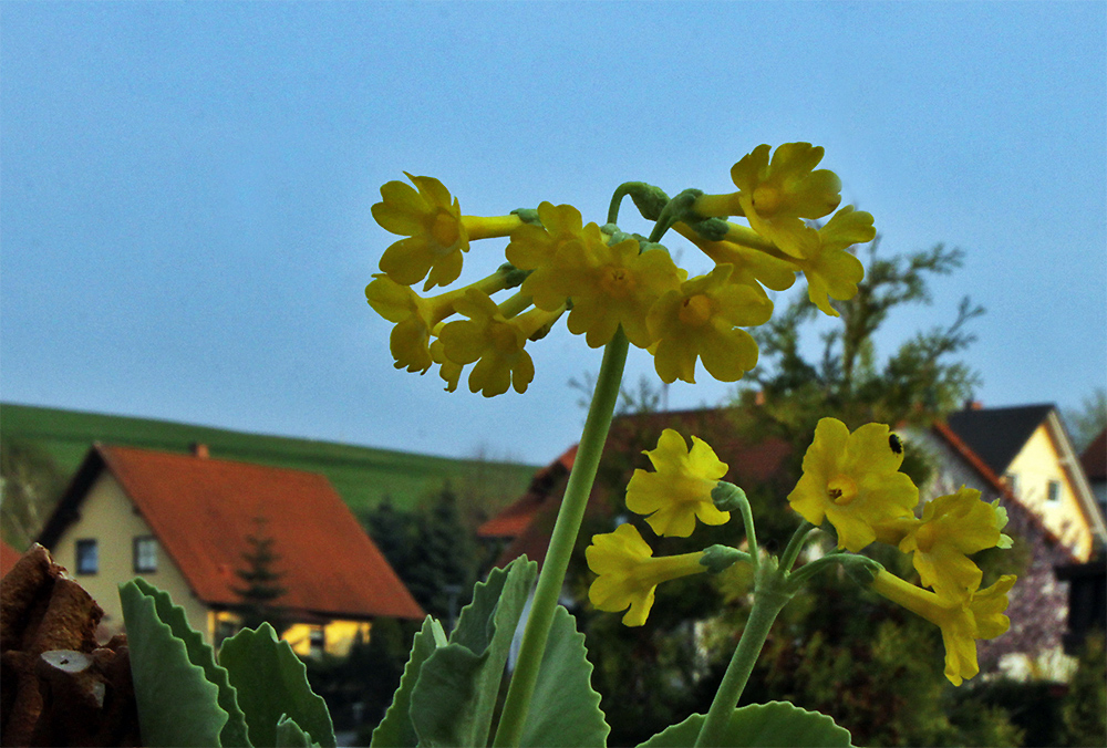 Primula auricula