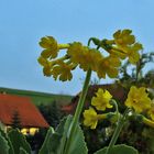 Primula auricula