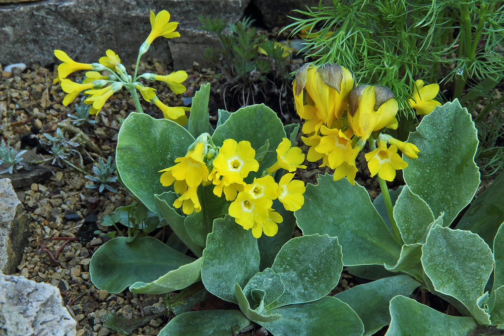 Primula auricula