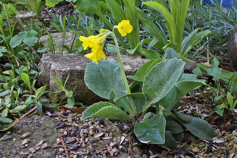 Primula auricula - Alpenaurikel