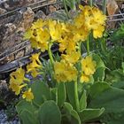 Primula auricula-Alpenaurikel die zweite Pflanze...