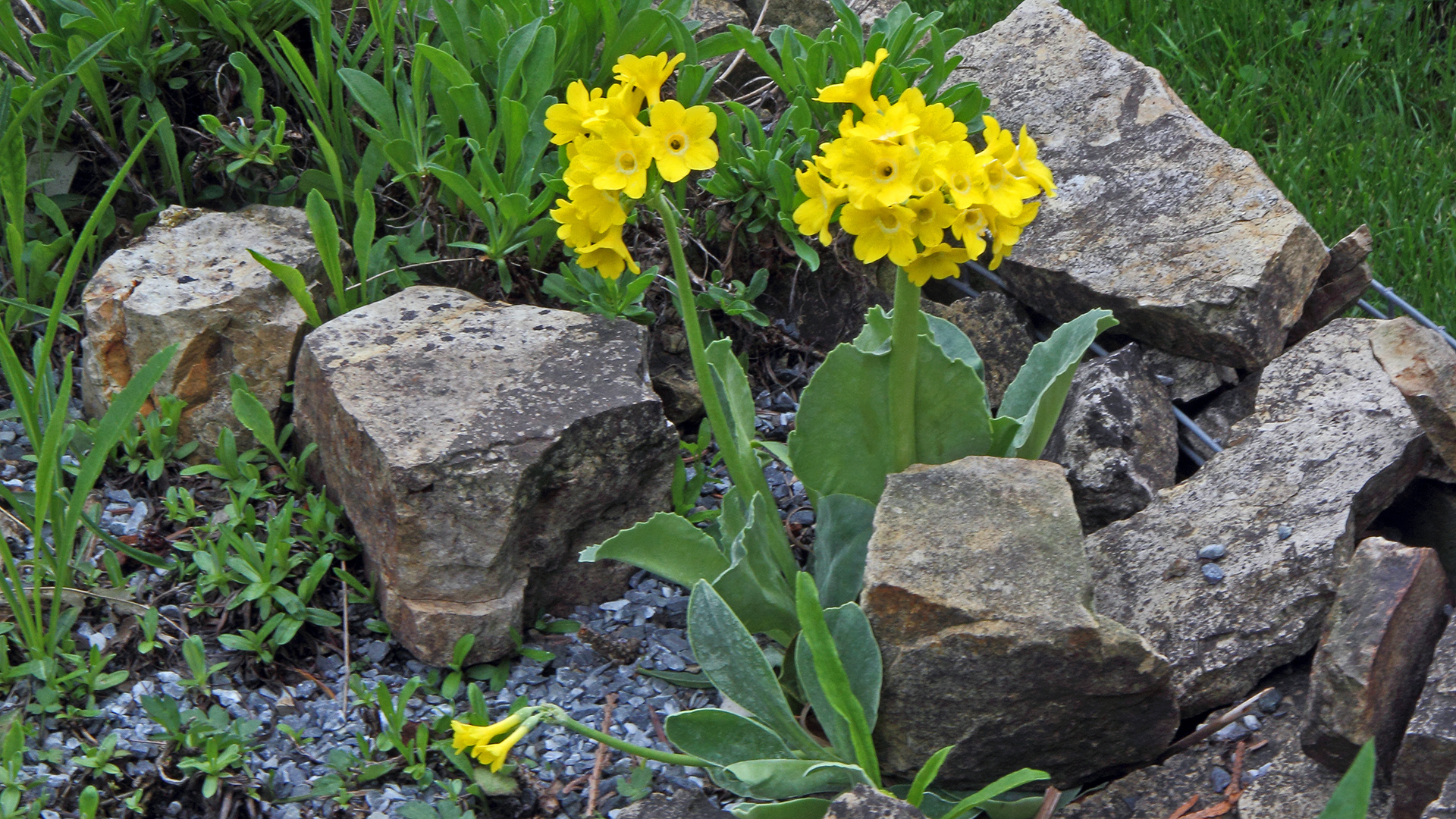 Primula auricula-Alpenaurikel, Frühblümchen u.weitere Namen...