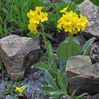 Primula auricula-Alpenaurikel, Frühblümchen u.weitere Namen...