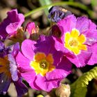 Primula auricula, auch Alpen-Aurikel oder Gamsblume