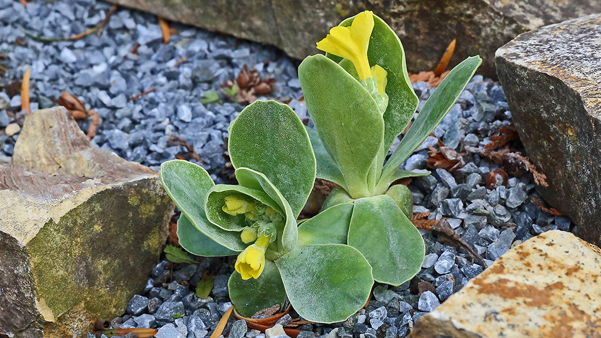 Primula auriculaauch Aurikel genannt in meinem Garten... Foto & Bild