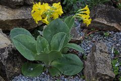 Primula auricula - Auricel