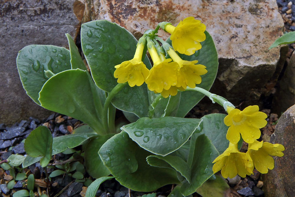 Primula auricula - Aurikel