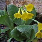 Primula auricula - Aurikel