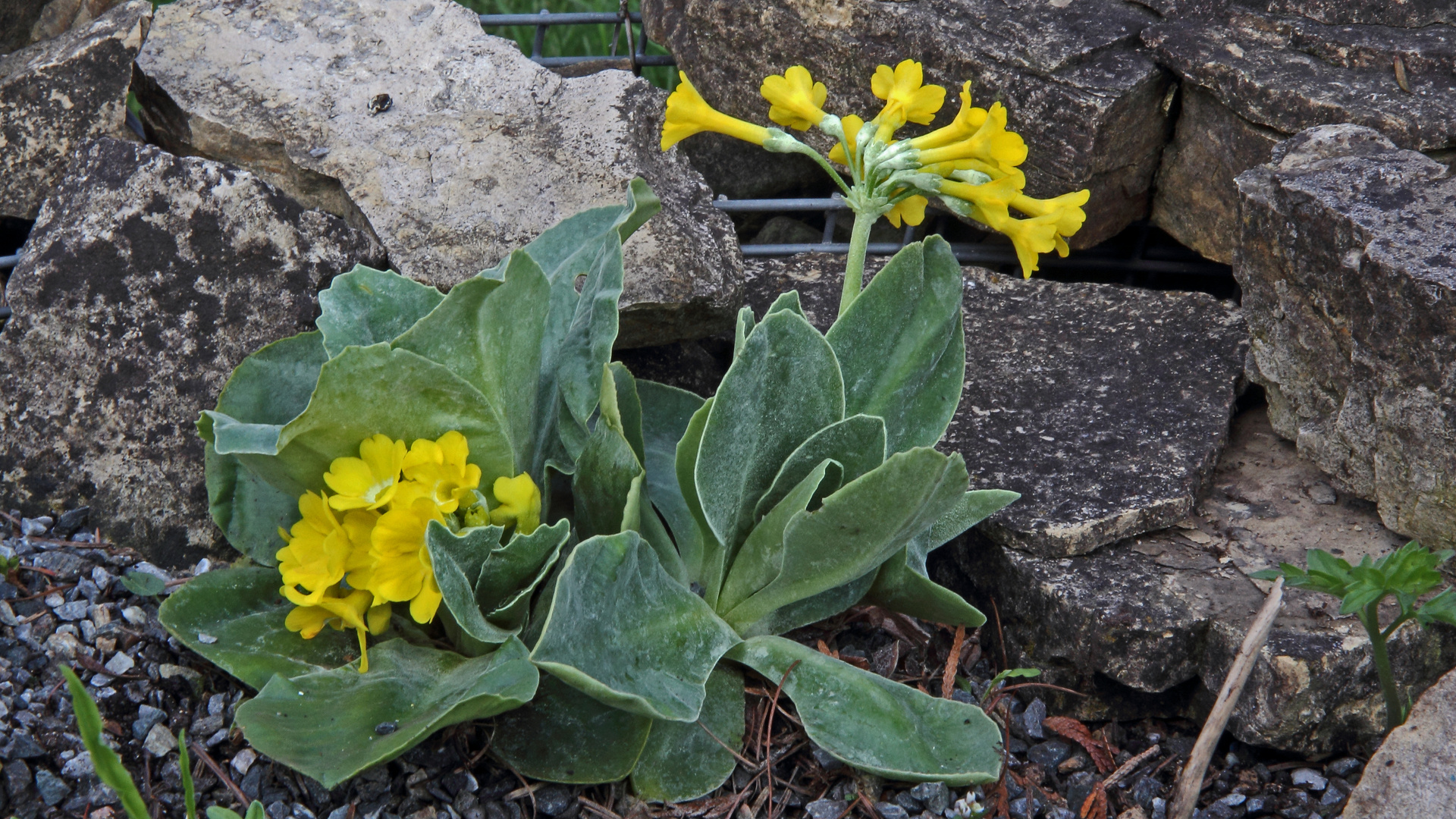 Primula auricula - Aurikel