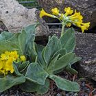 Primula auricula - Aurikel