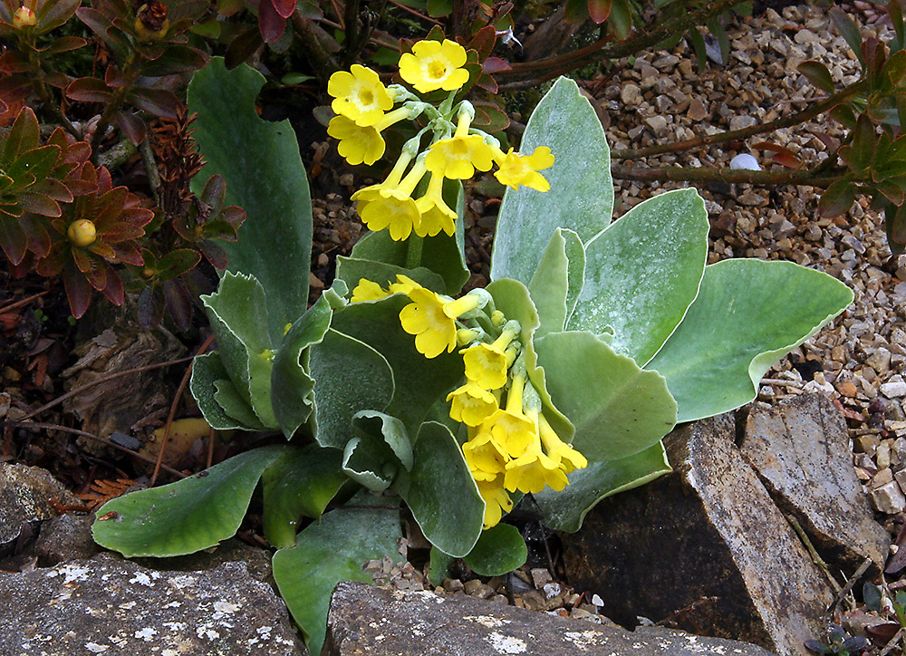 Primula auricula - Aurikel auch Flühblümchen genannt (ist richtig geschrieben)