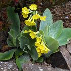 Primula auricula - Aurikel auch Flühblümchen genannt (ist richtig geschrieben)