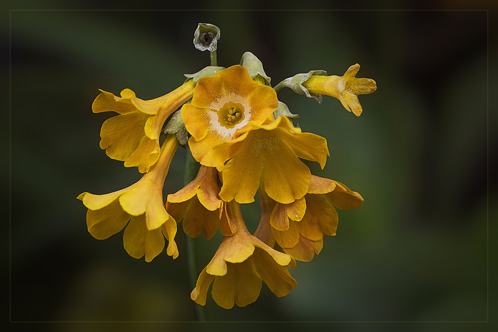 Primula auricula - Aurikel