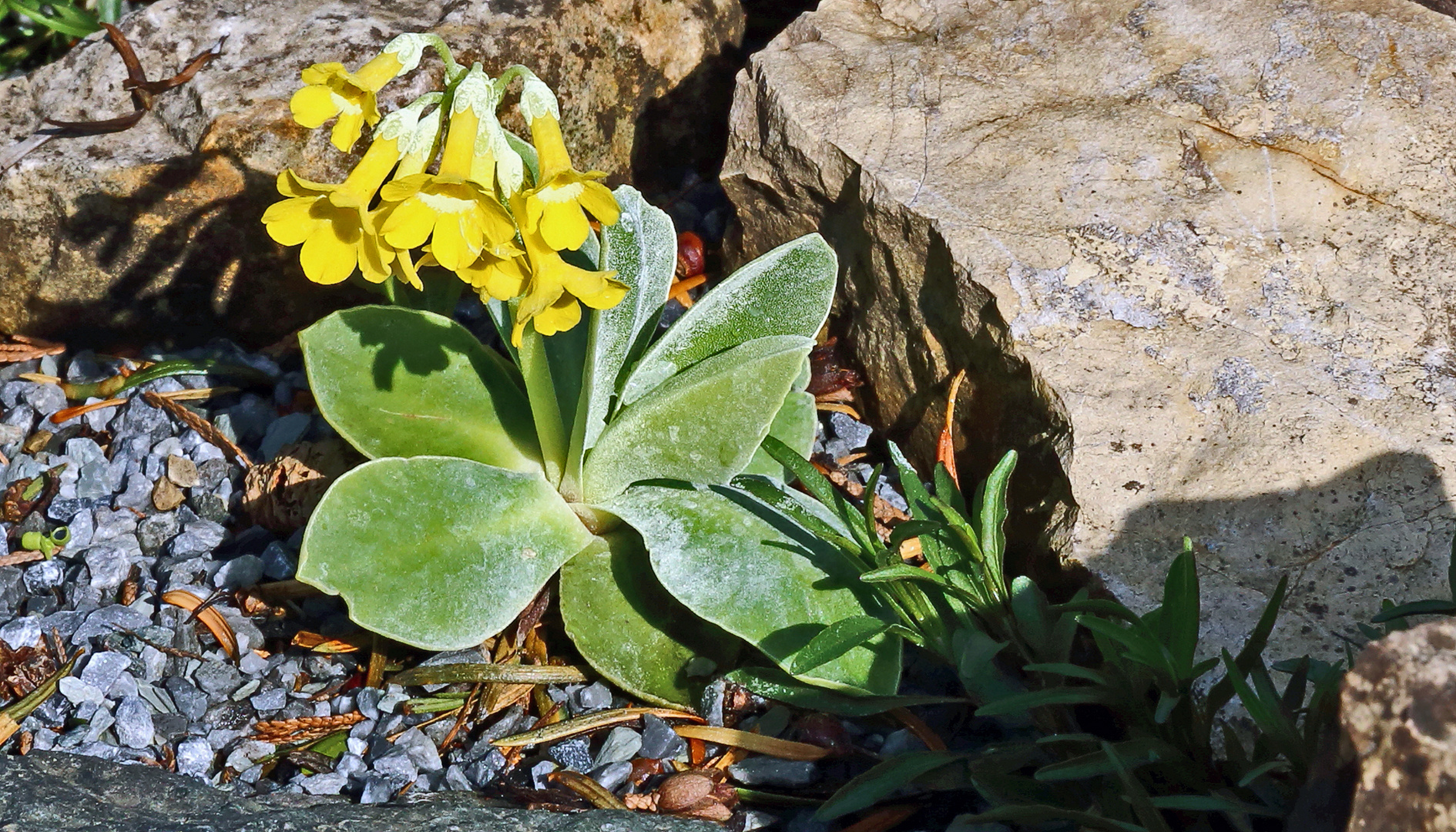 Primula auricula Aurikel in meinem Garten Foto & Bild aurikel