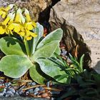 Primula auricula - Aurikel in meinem Garten