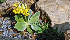 Primula auricula - Aurikel in meinem Garten