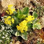 Primula Auricula - Aurikel oder Frühblümchen