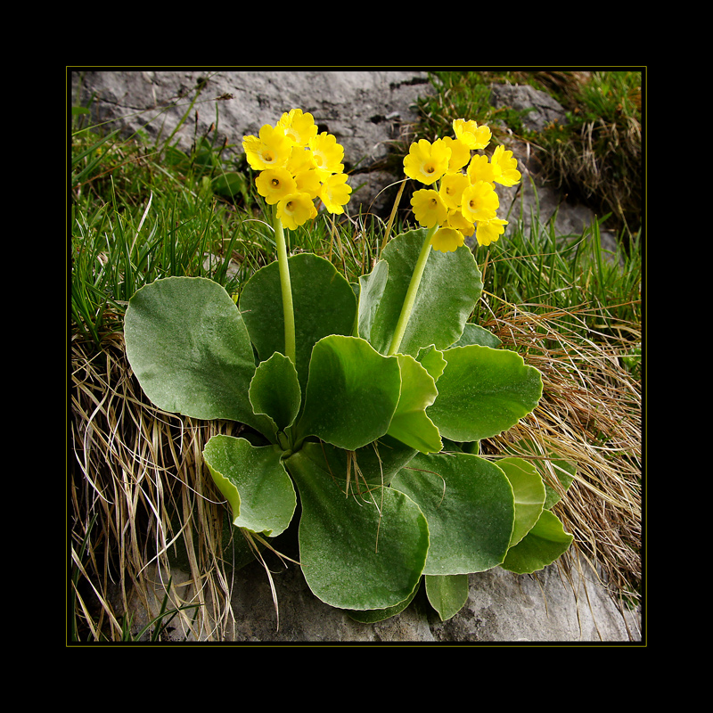 [ primula auricula ]