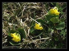 Primula auricula diagonalis