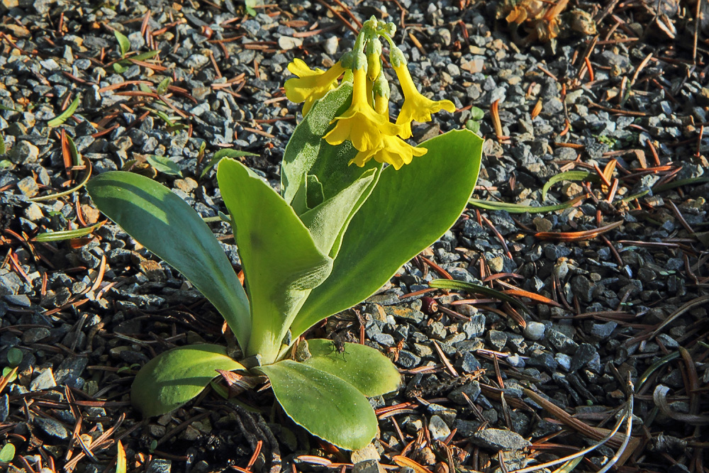 Primula auricula