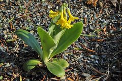 Primula auricula