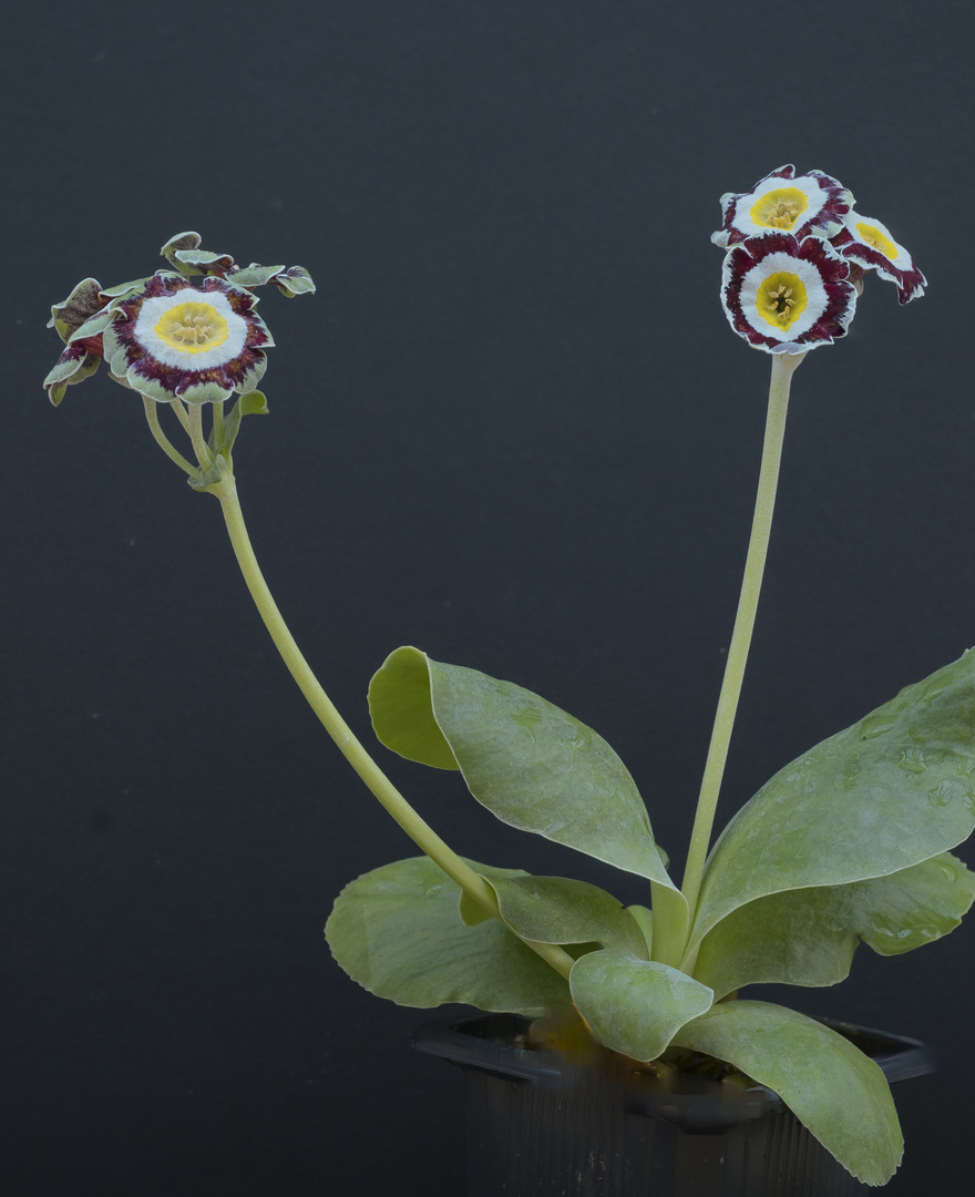 Primula Auricula 'Silverway'