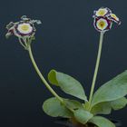 Primula Auricula 'Silverway'