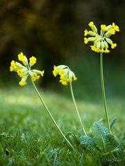 Primula