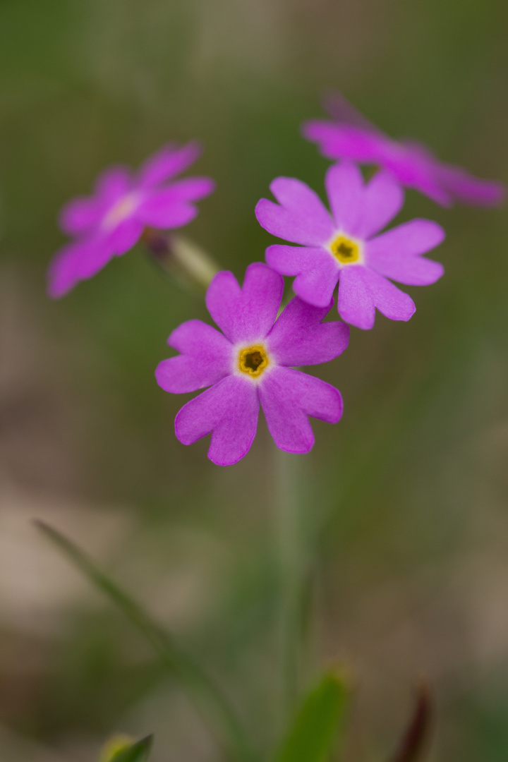 Primula Clusiana