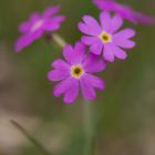 Primula Clusiana