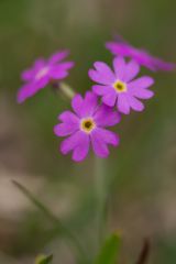 Primula Clusiana