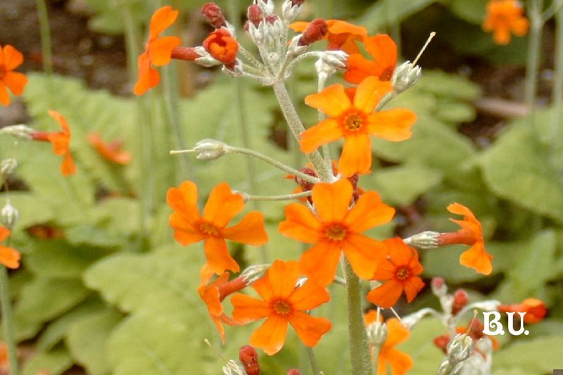 Primula cockburniana