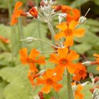 Primula cockburniana