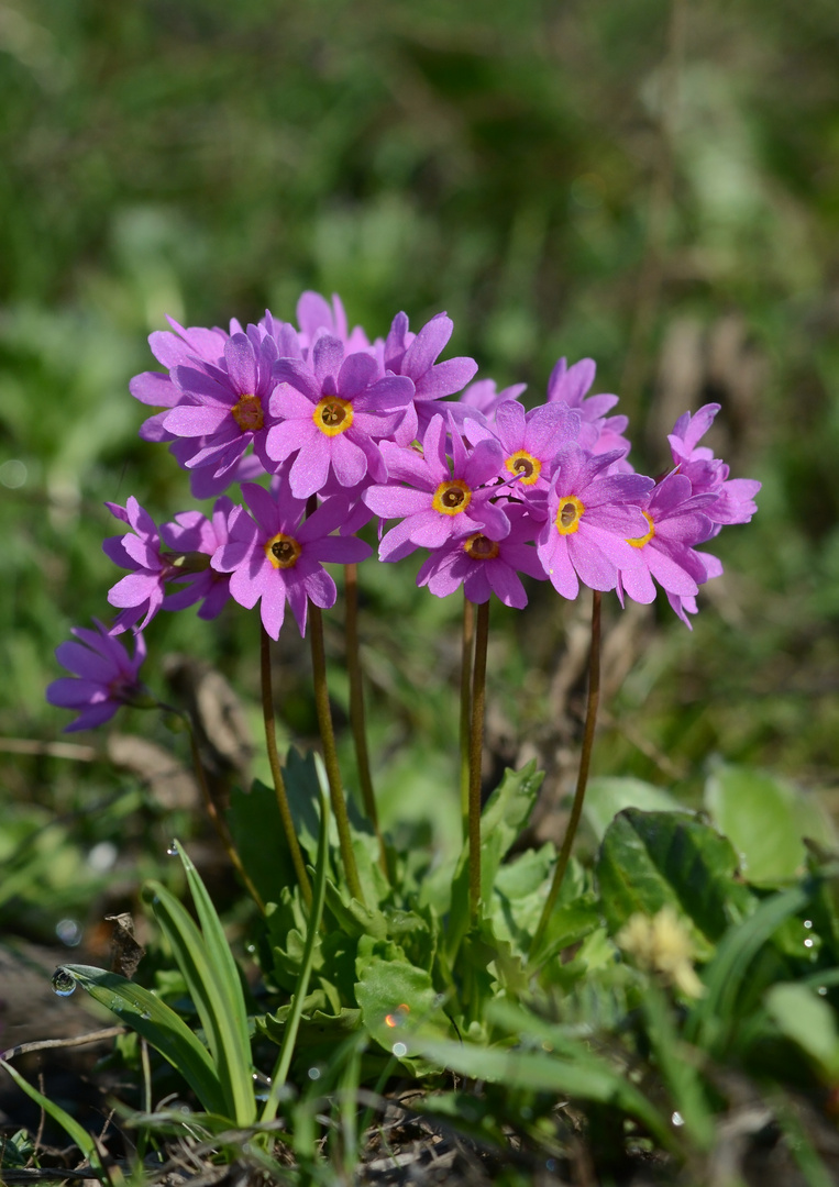 Primula cuneifolia