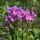 Primula cuneifolia