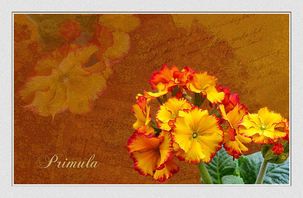 ~ Primula ~