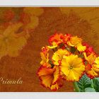 ~ Primula ~