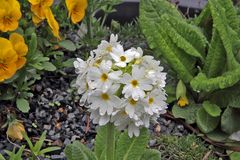 Primula denticulata alba