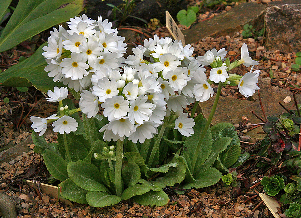 Primula denticulata alba mit einer Riesenüberraschung !!