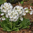 Primula denticulata alba mit einer Riesenüberraschung !!