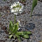 Primula  denticulata alba - Weiße Kugelprimel