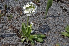 Primula  denticulata alba - Weiße Kugelprimel