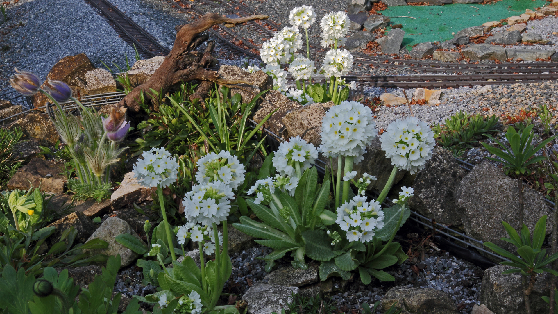 Primula denticulata alba - Weiße Kugelprimel