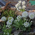 Primula denticulata alba - Weiße Kugelprimel